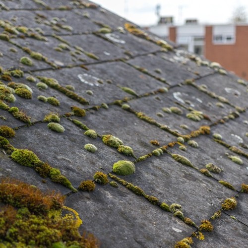 Why is There Moss on My Roof 